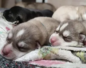 1-3 months Female Purebred Siberian Husky