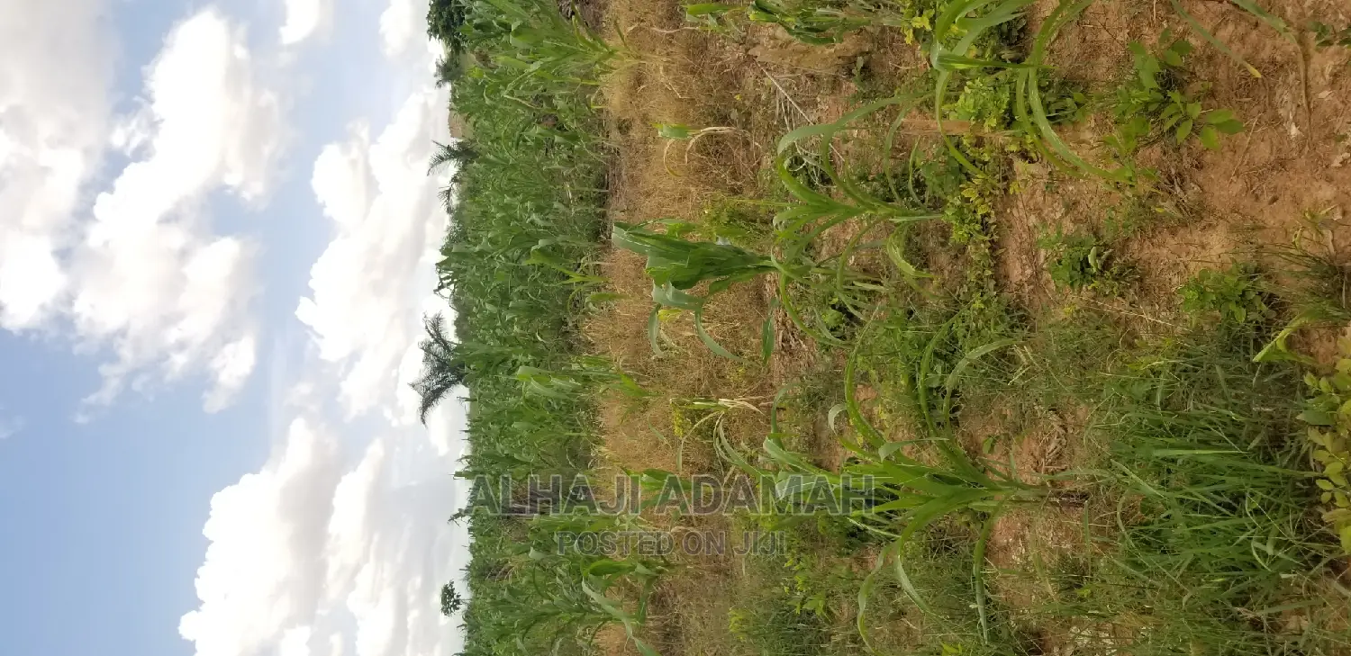 Land for Sale at Santasi Darko New Site