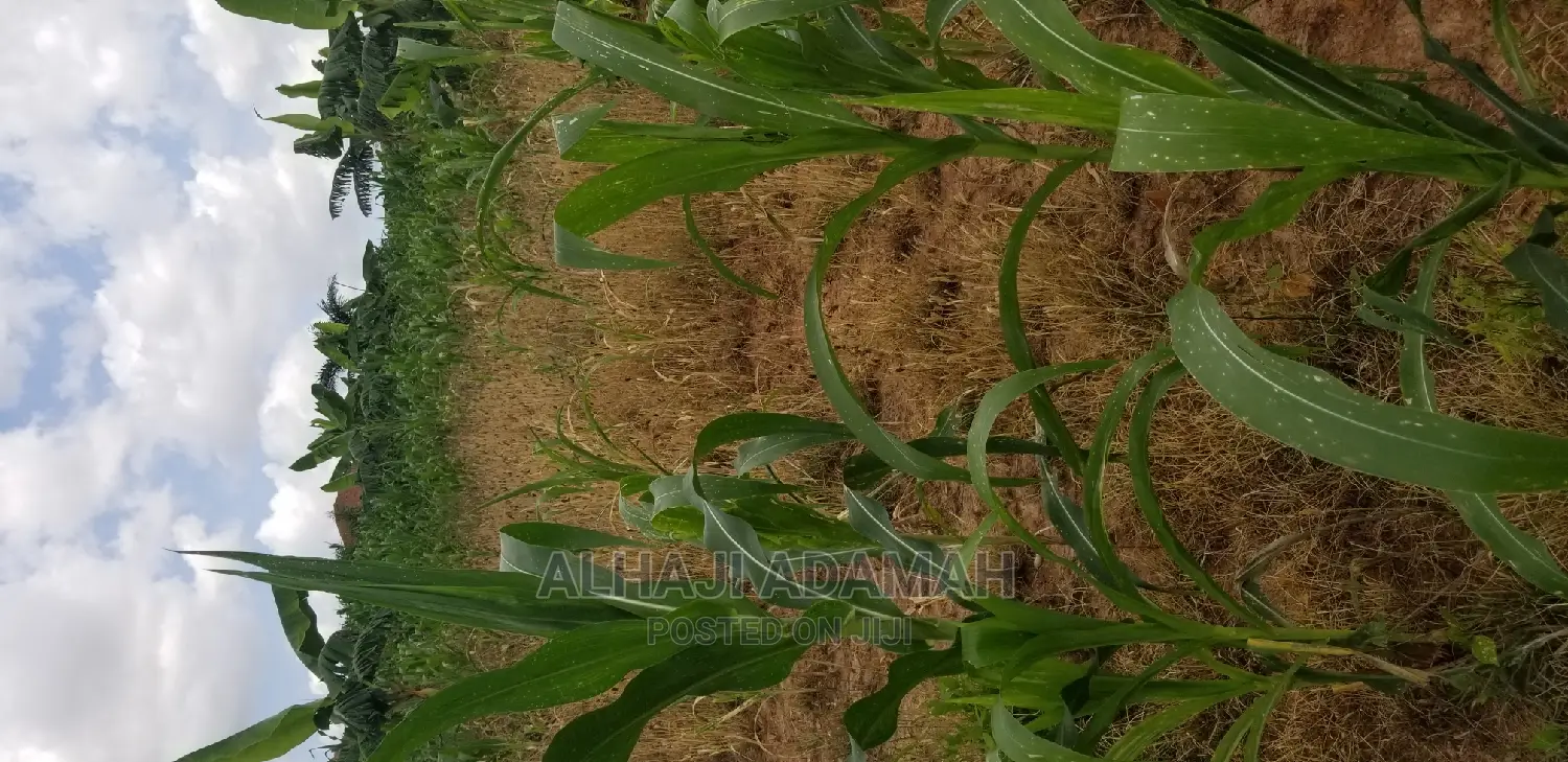 Land for Sale at Santasi Darko New Site