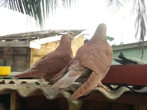 Recessive Red, Yellow Pigeons