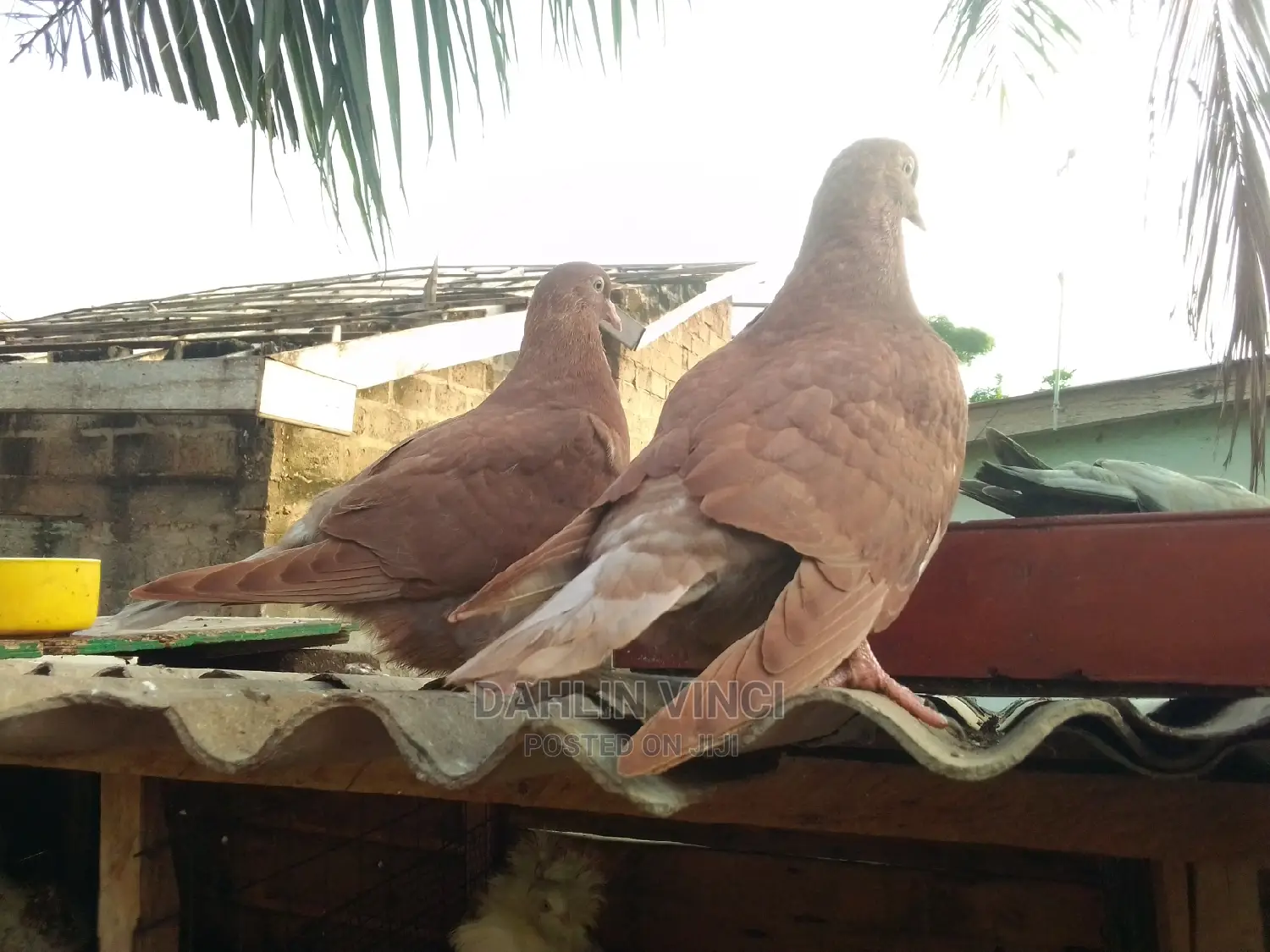 Recessive Red, Yellow Pigeons