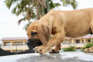 1-3 months Male Purebred Boerboel