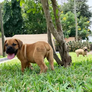 1-3 months Male Purebred Boerboel