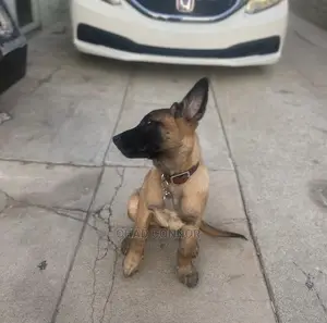 1-3 months Male Purebred Belgian Malinois