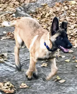 1-3 months Male Purebred Belgian Malinois