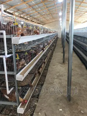Chicken Cage for Poultry