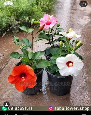 Tony Horticulture Works