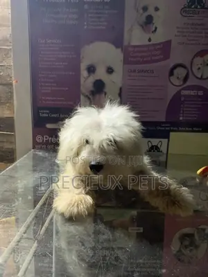 6-12 Month Male Purebred Maltese