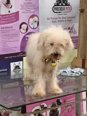 1+ Year Female Purebred Poodle