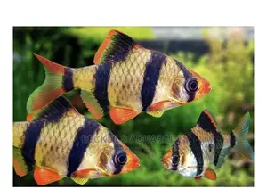 Tiger Barbs