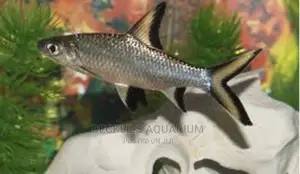 Silver Sharks