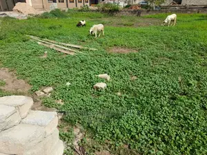 1 and Half Plot Plot for Sale at North Legon