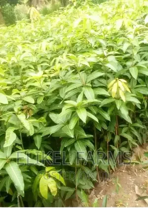Grafted Mango Seedlings,Oil Palm,Orange, ,Avocado