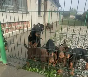1-3 months Male Purebred Doberman Pinscher