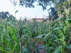 For Sale 6 Plots of Land at Spintex> Com 18
