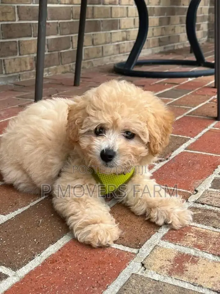 1-3 months Male Purebred Poodle