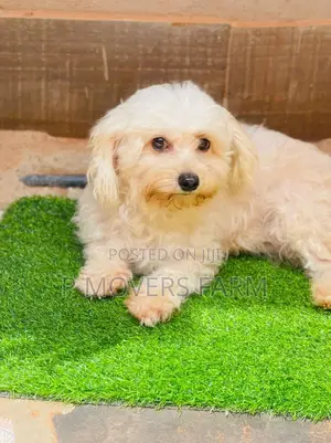 1-3 months Female Purebred Maltese