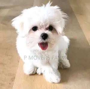 1-3 months Male Purebred Maltese