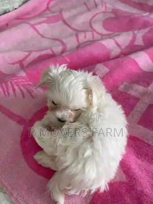 1-3 months Male Purebred Maltese