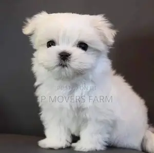1-3 months Male Purebred Maltese