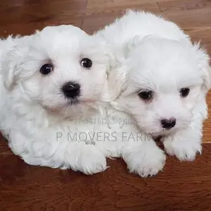 1-3 months Female Purebred Maltese