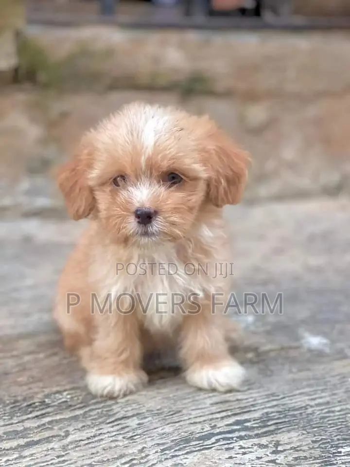 1-3 months Female Purebred Poodle