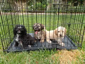 1-3 months Male Purebred Poodle
