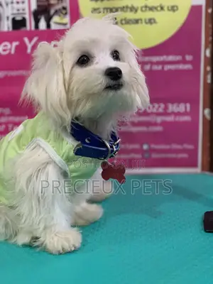 Monthly Grooming Services for Toy Dogs