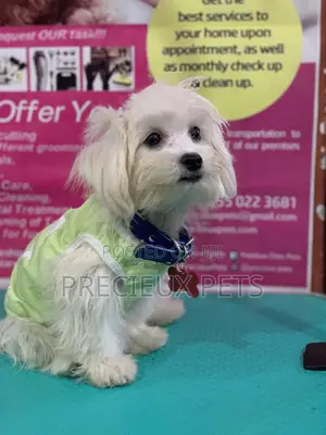 Monthly Grooming Services for Toy Dogs