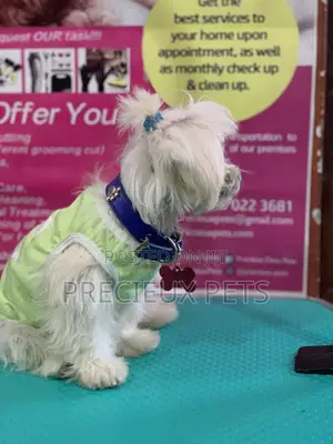 Monthly Grooming Services for Toy Dogs