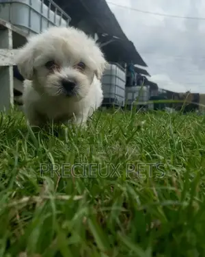 0-1 Month Male Mixed Breed Maltipoo