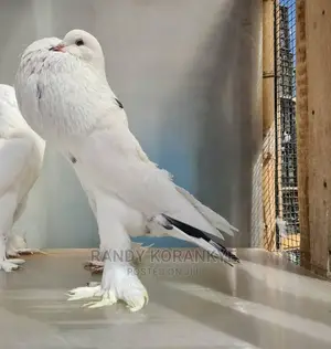 Bird Master