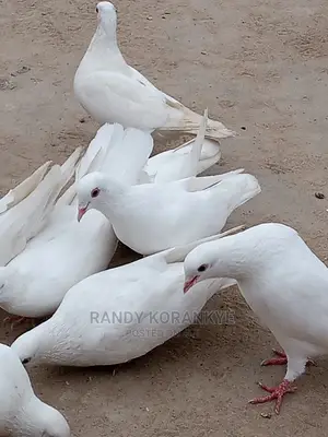 Bird Master Diseases
