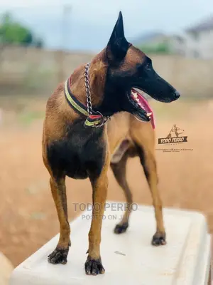 1-3 months Female Purebred Belgian Malinois