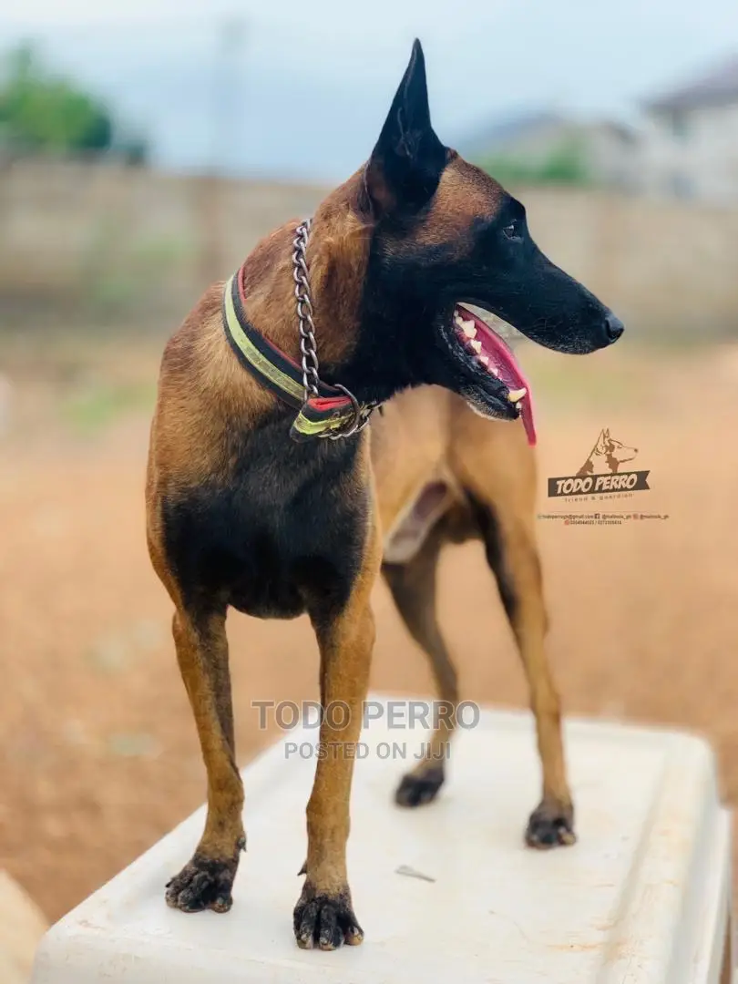 1-3 months Female Purebred Belgian Malinois