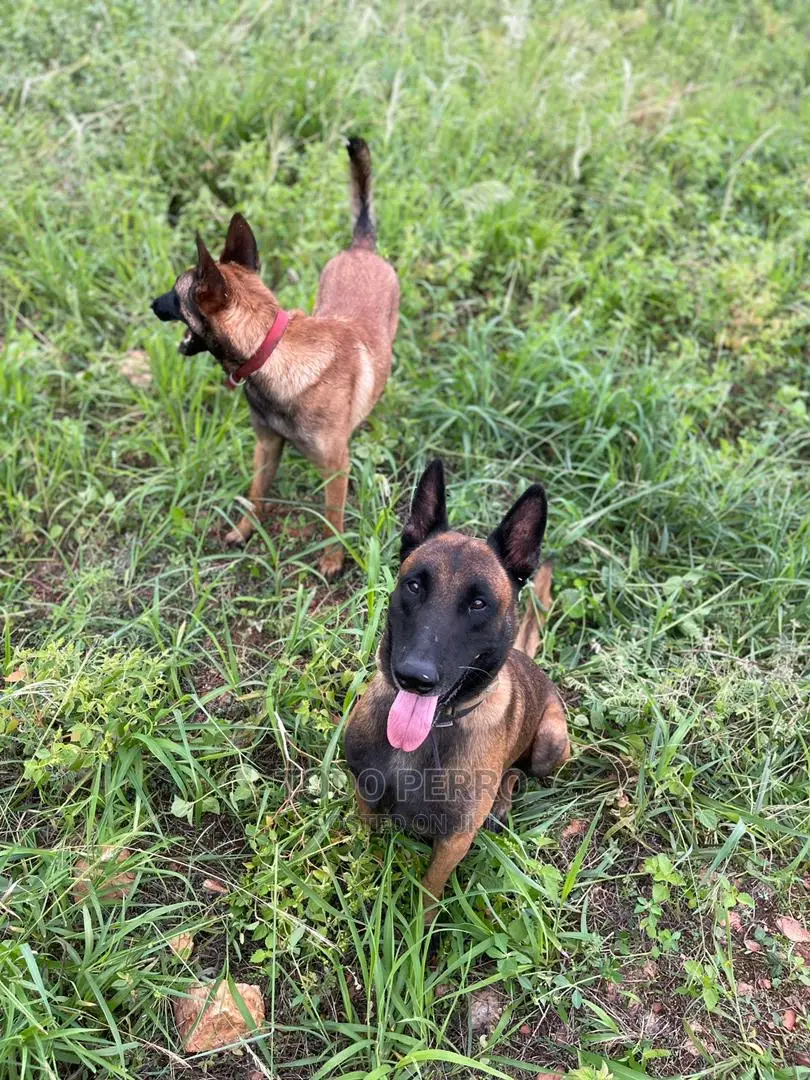 1-3 months Female Purebred Belgian Malinois