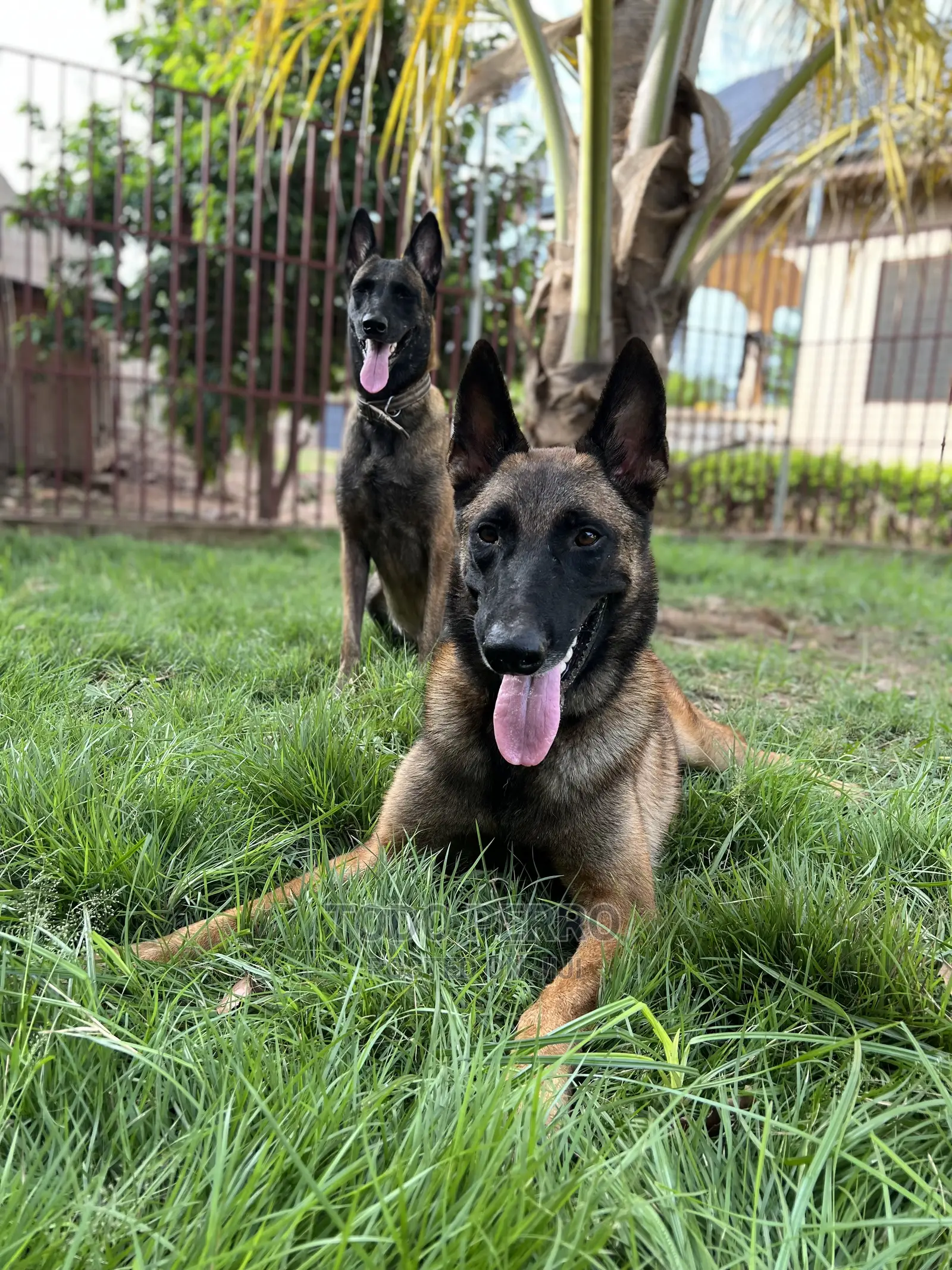 1-3 months Female Purebred Belgian Malinois