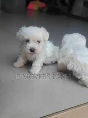 1-3 months Male Purebred Maltese