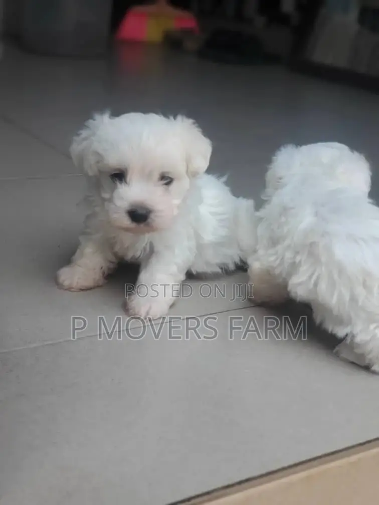 1-3 months Male Purebred Maltese
