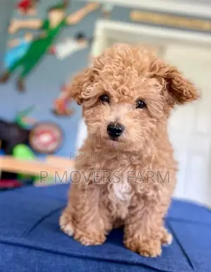 1-3 months Female Purebred Poodle