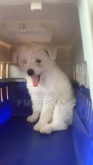 1-3 months Male Purebred Maltese