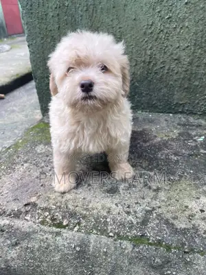 1-3 months Male Purebred Poodle