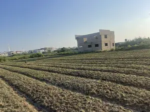 TWO Plots of Land for Sale at West Trasacco