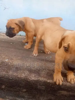 1-3 Months Male Purebred Boerboel