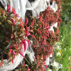 Flowers for Sale at Cool Price