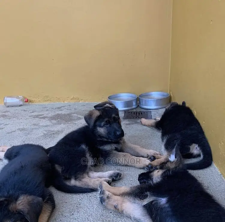 1-3 months Female Purebred German Shepherd