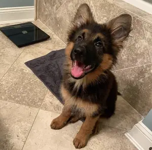 1-3 months Female Purebred German Shepherd