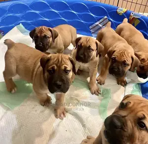 1-3 months Male Purebred Boerboel