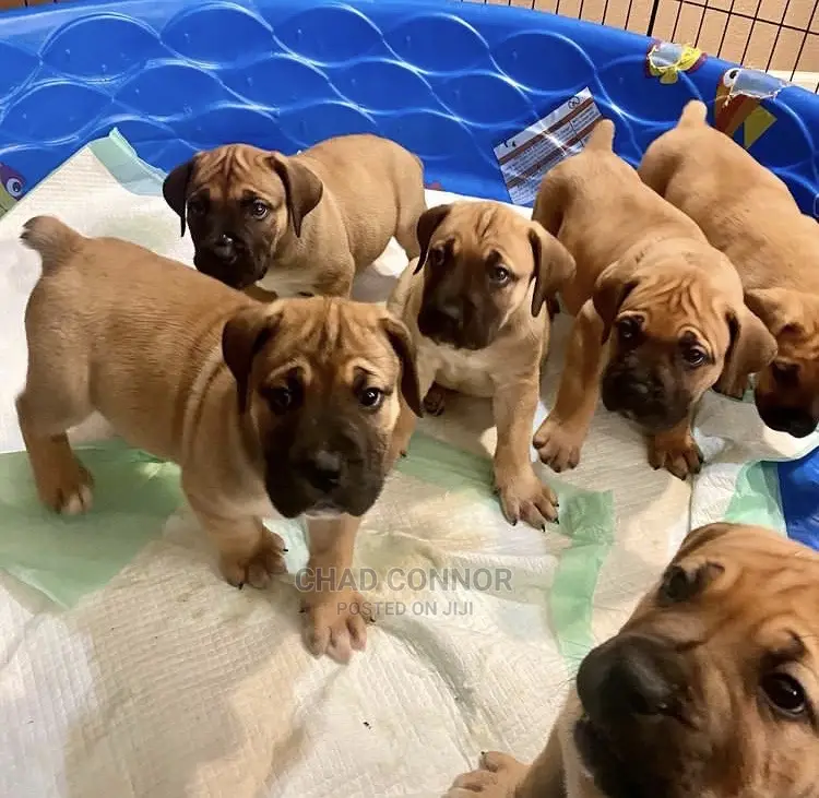 1-3 months Male Purebred Boerboel