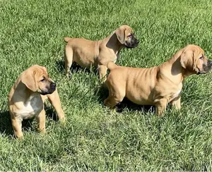 1-3 months Male Purebred Boerboel